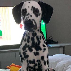 Meet your Posher, Cameron